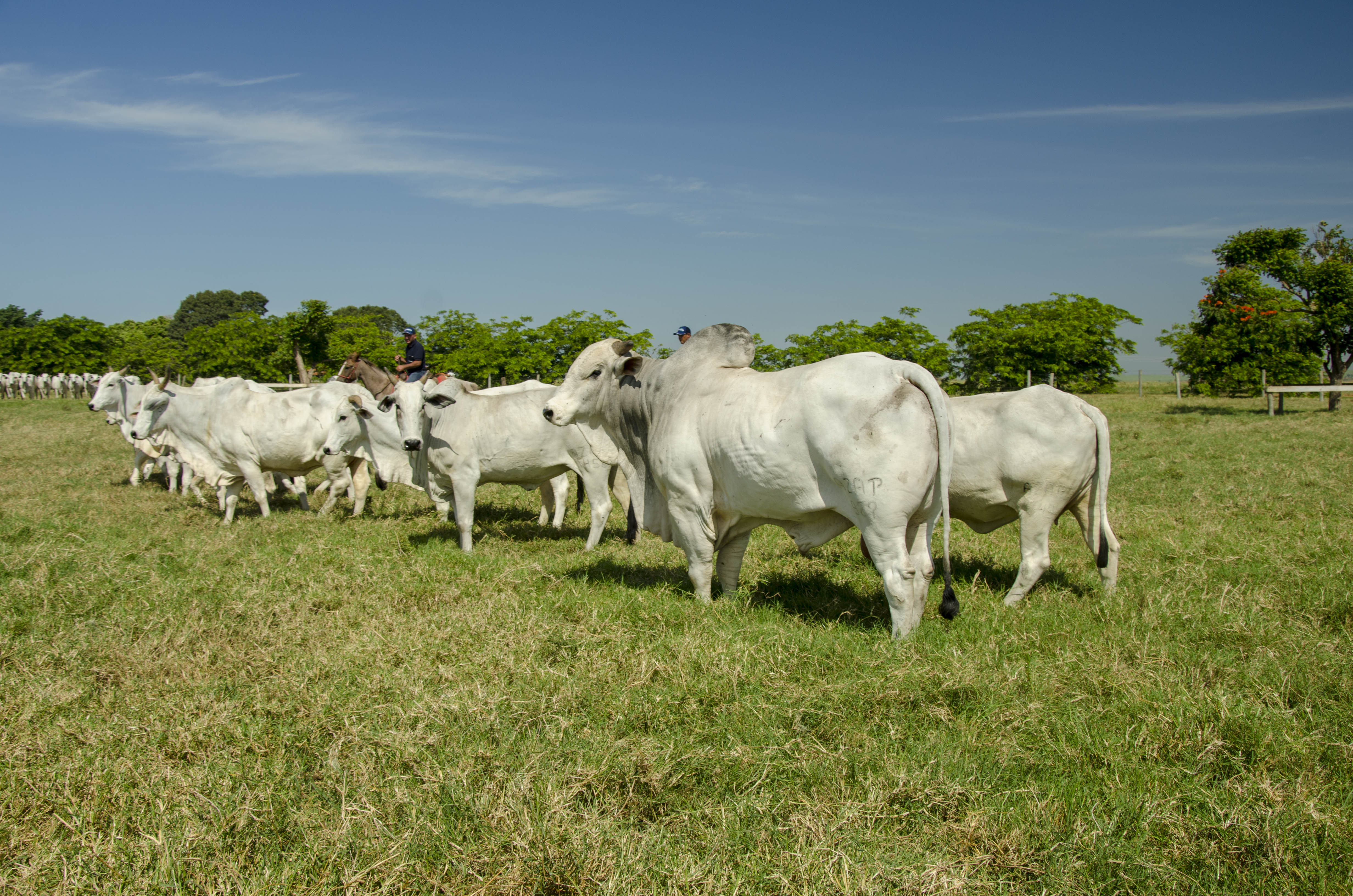 Geneplus Embrapa em um dos berços do melhoramento genético