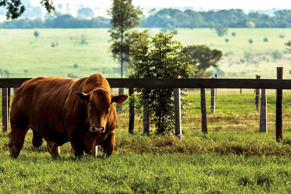 Megaleilão Montana oferta touros líderes em avaliação genética