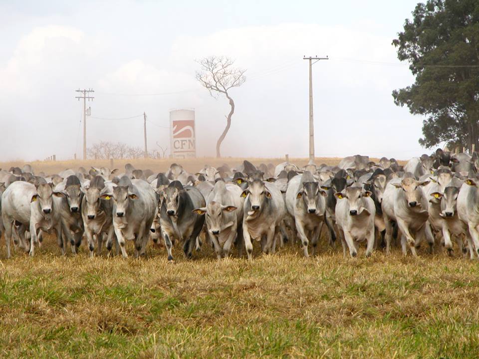 Megaleilão Nelore CFM completa 20 anos, com genética de destaque