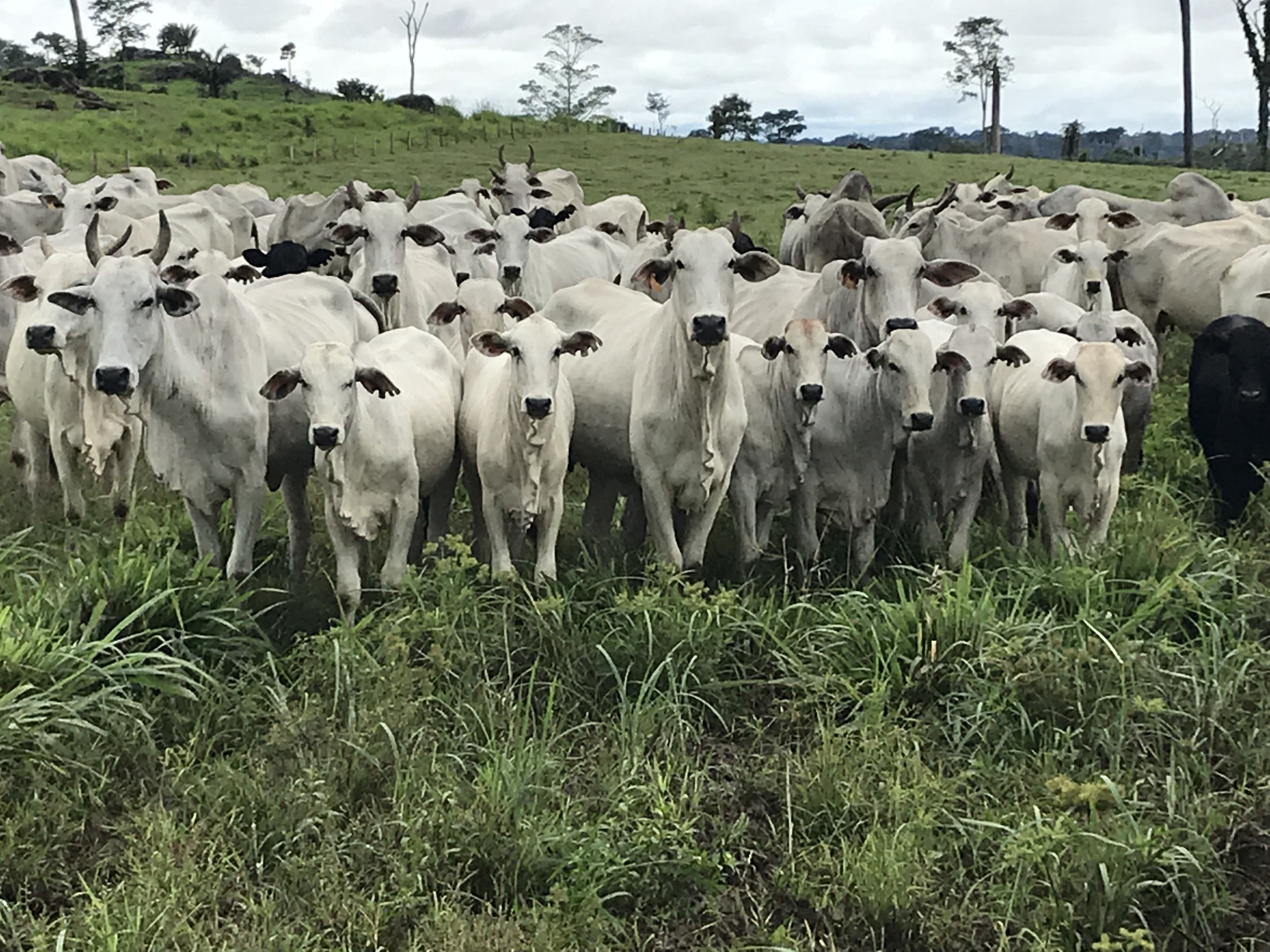 Equipe Central Visita criatórios de parceiros no Mato Grosso