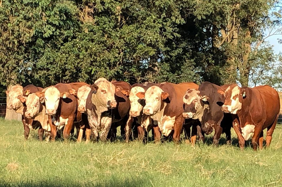 Remate ConexÃ£o Pampa oferta touros e ventres Hereford e Braford