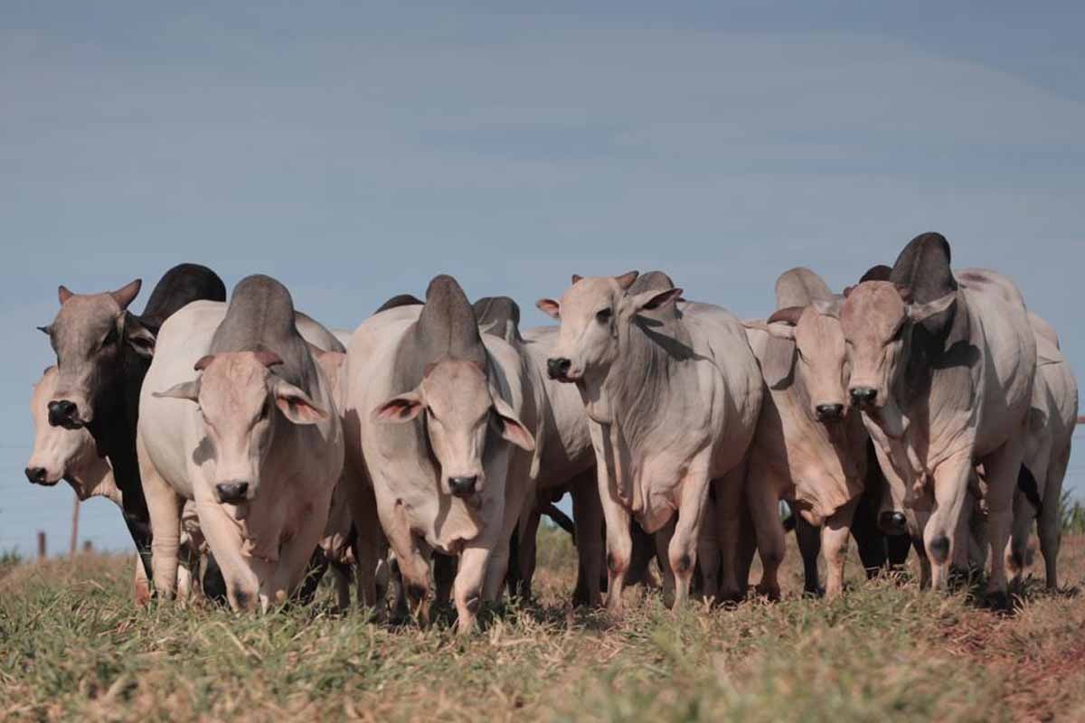 65 reprodutores 100% avaliados serão ofertados no Leilão Virtual Super Nelore