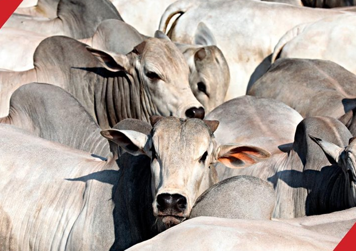 Leilão Sant'Anna marca três décadas de evolução da pecuária