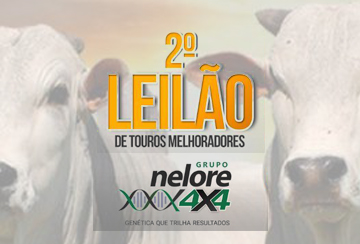 Nelore 4x4 oferta touros melhoradores neste sábado