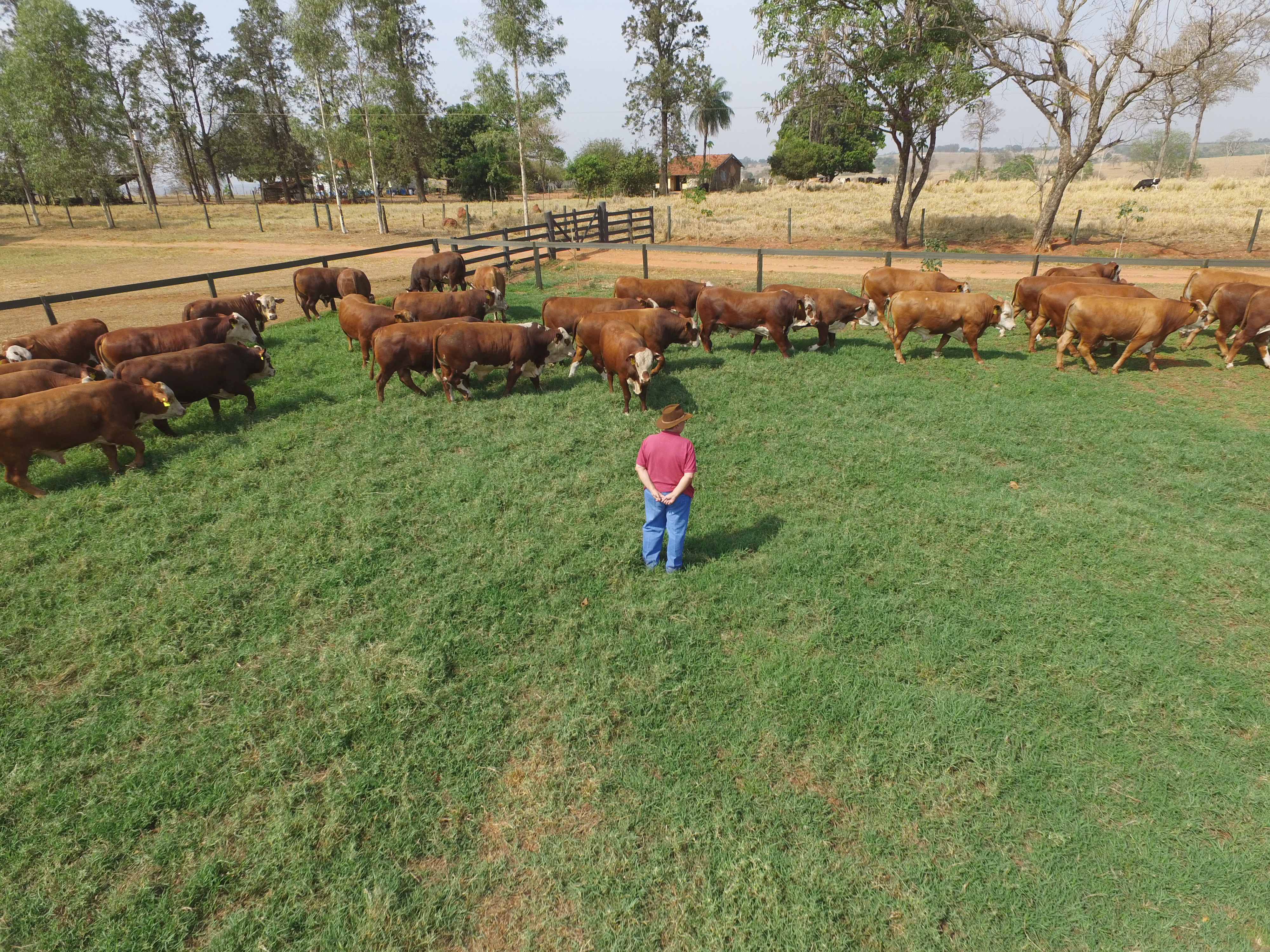 Fazenda Nova deve movimentar neste domingo, em todo paÃ­s, o comÃ©rcio de gado