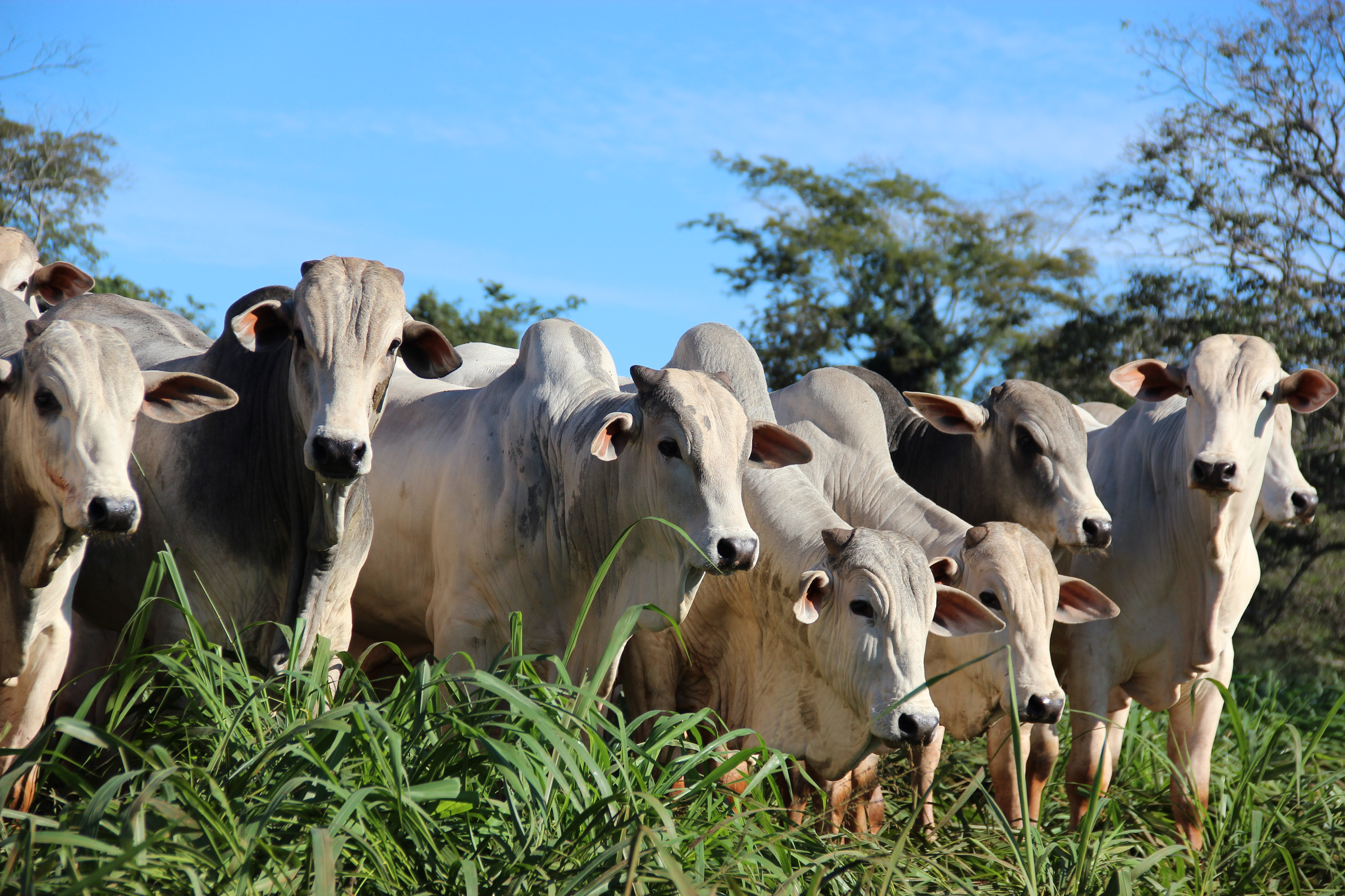 Fazendas W. Zancaner estreiam em remate com animais Ceip