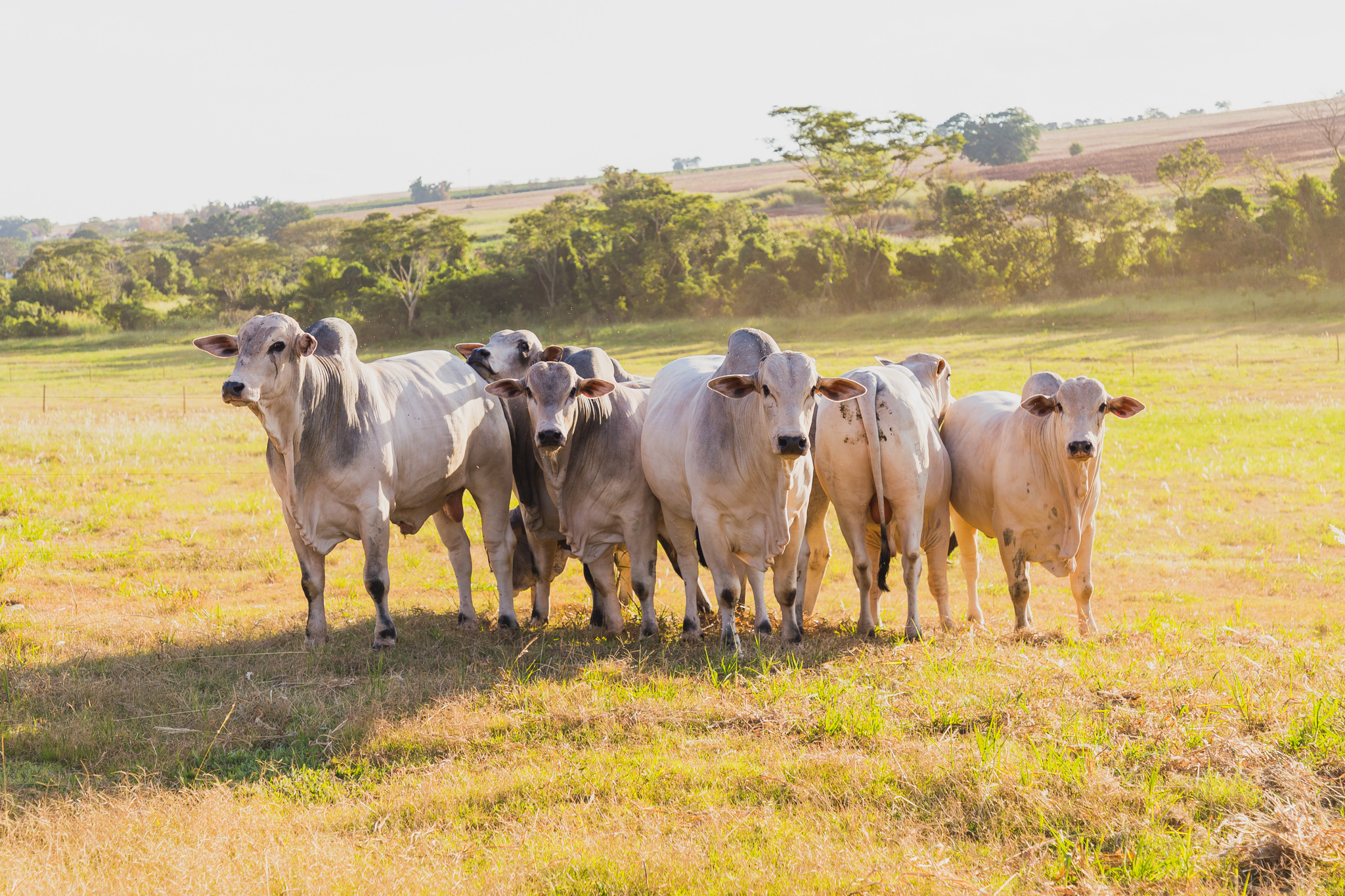 Grupo Mocho Brasil realiza aguardado remate em 4 de junho