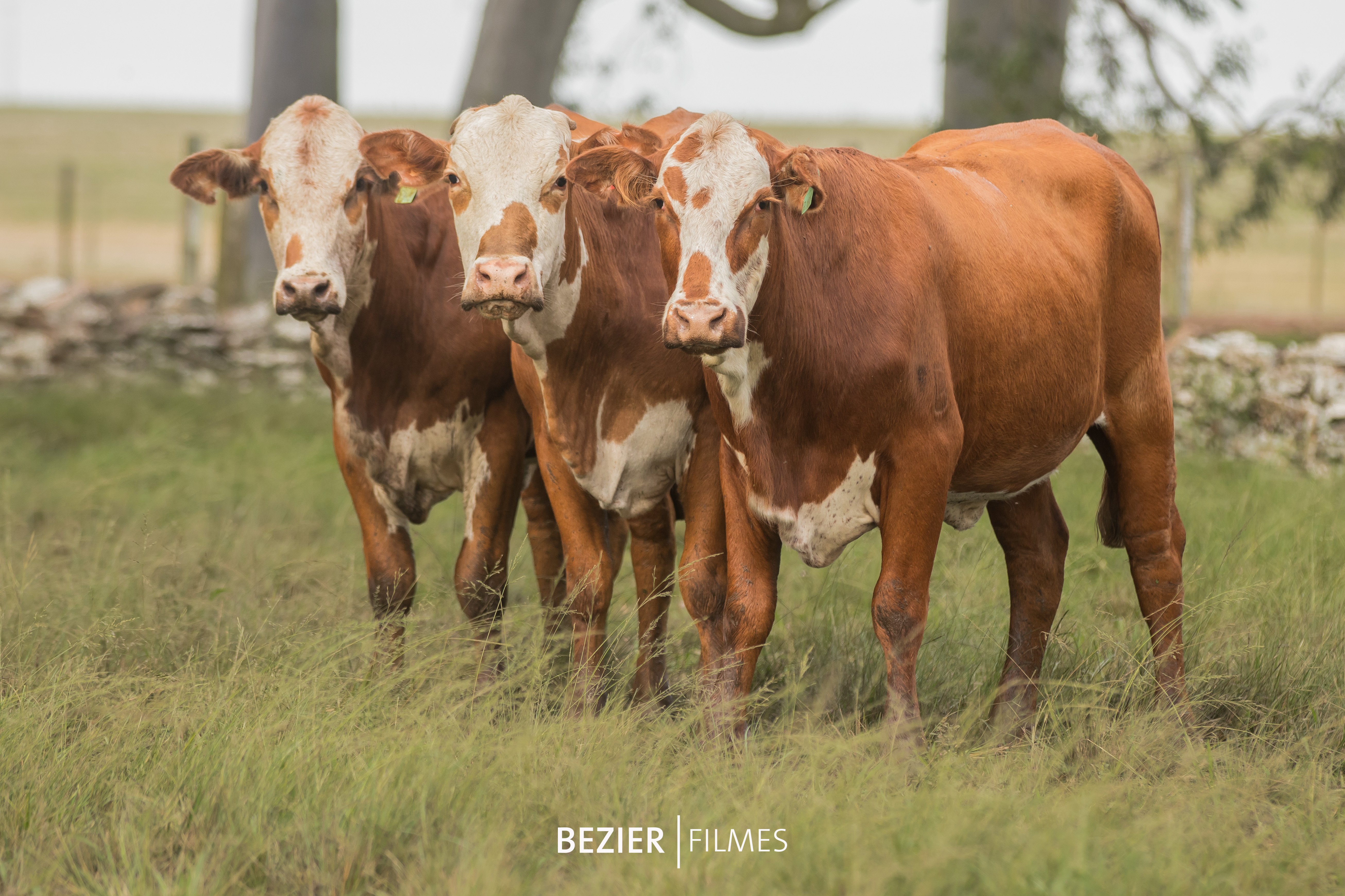 Hereford e Braford são estrelas do Remate Conexão Pampa