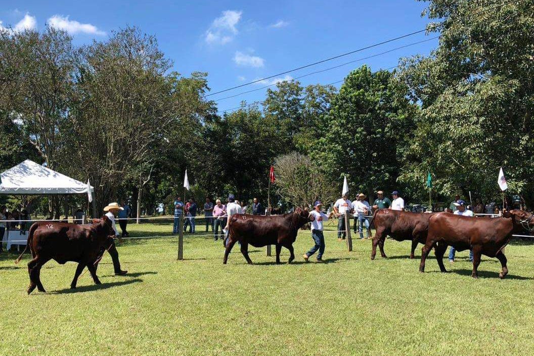 Tradicional concurso e leilão São Gertrudis acontece sábado, dia 13