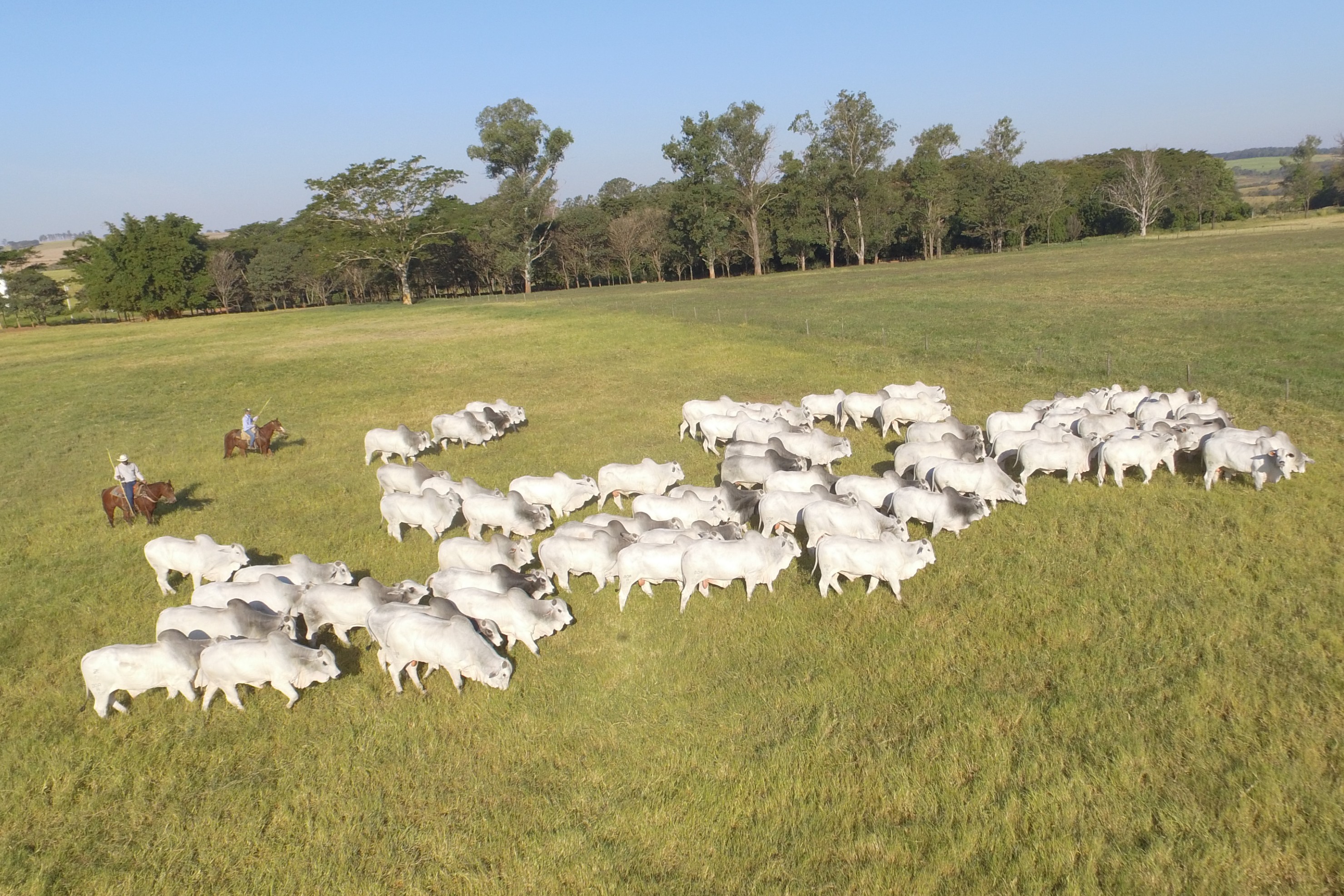 Fazenda Terra Boa leva a remate 180 animais, neste domingo