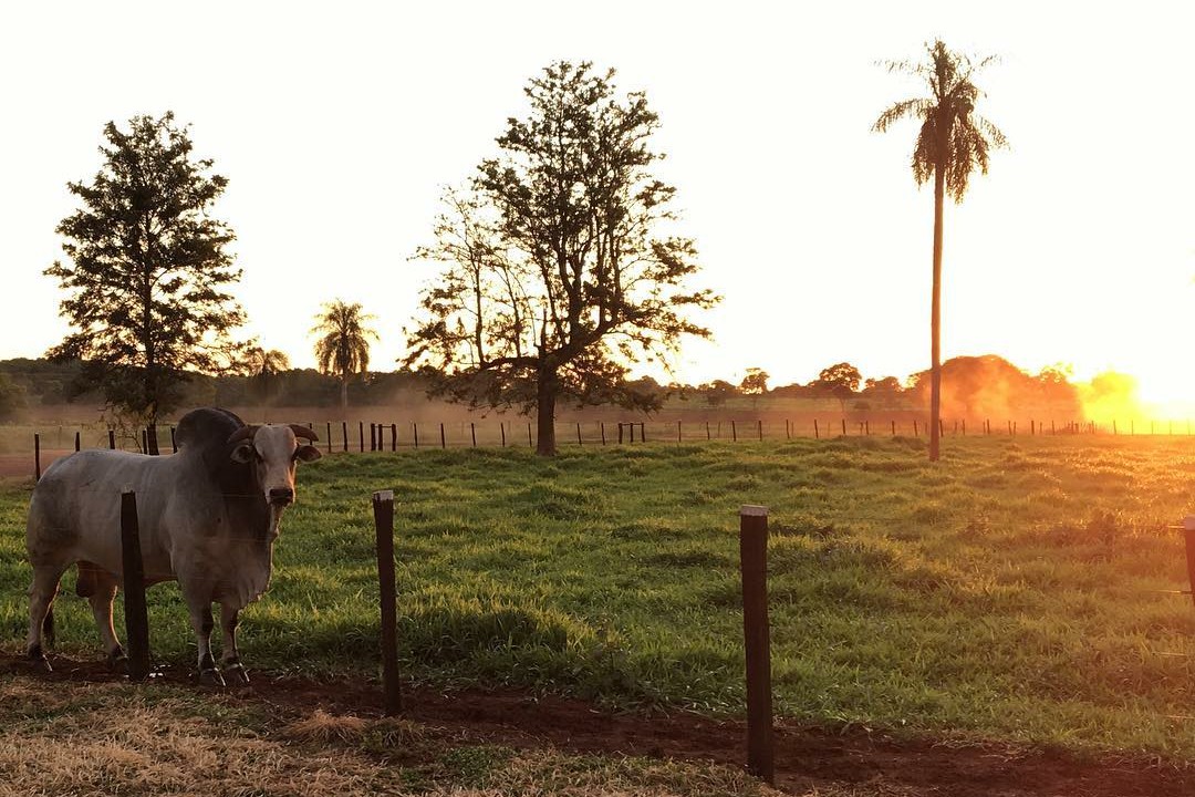 Fazenda São Geraldo realiza 2º Leilão Genética Avançada