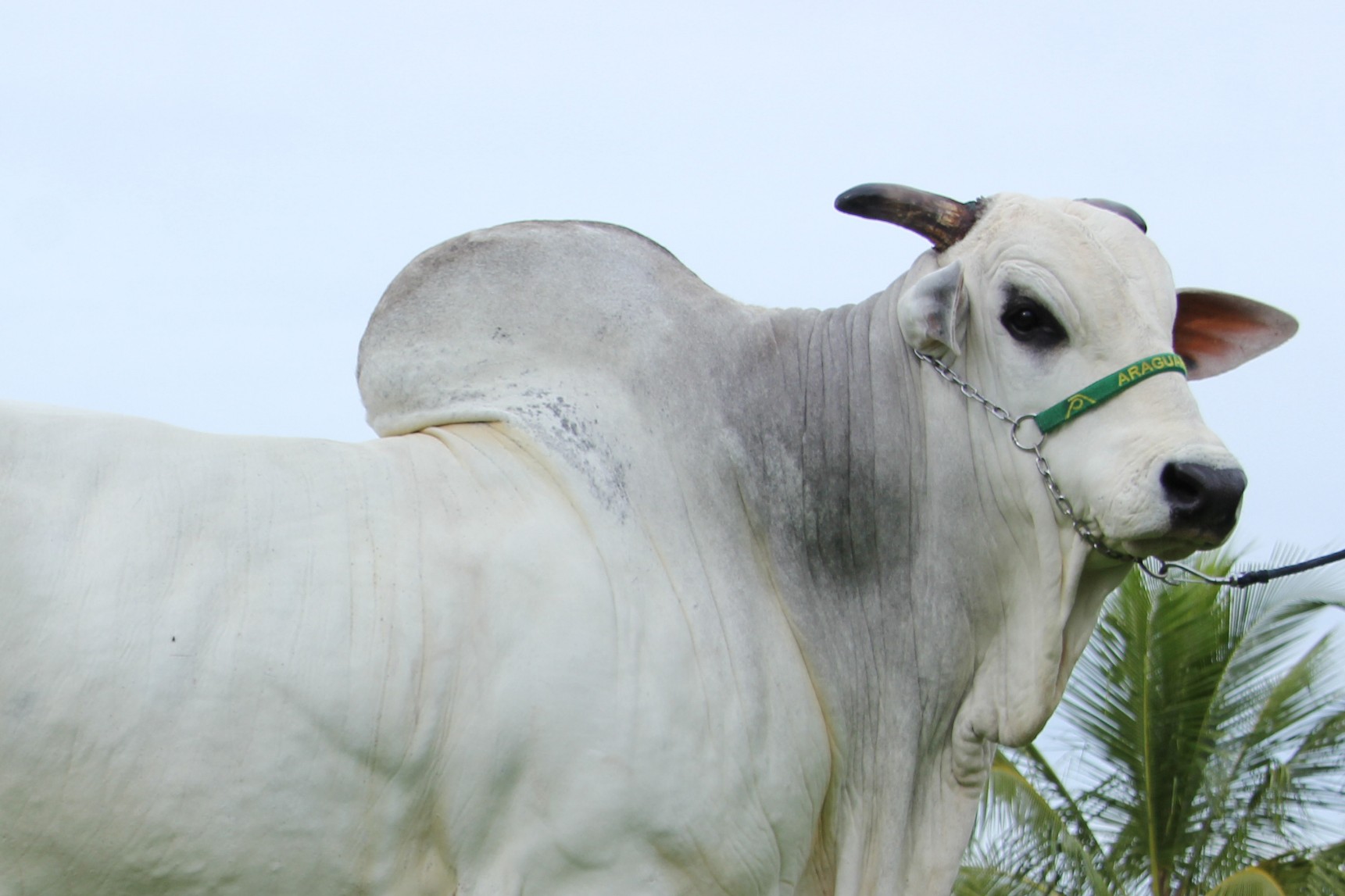 Araguarina Agropastoril oferta 100 touros melhoradores
