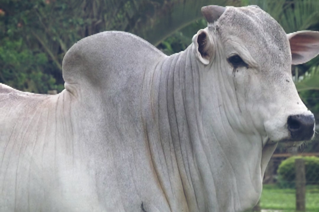 Catalão é palco de grande Leilão Nelore 4x4