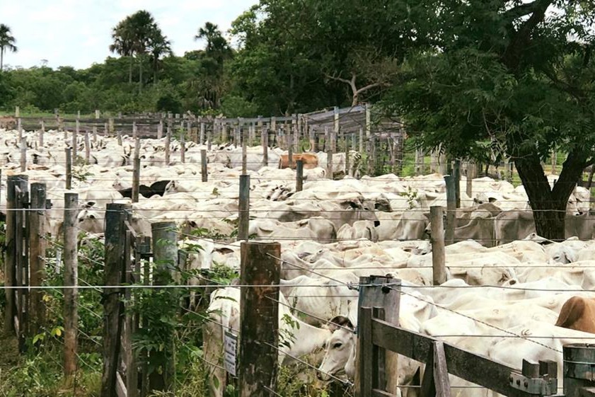 Leilão Central Pantanal Piquiri ultrapassa 4 milhões