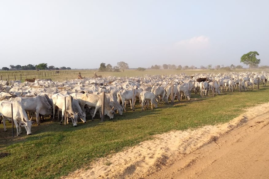 Depoimento registra sucesso do Leilão Central Pantanal Coxim