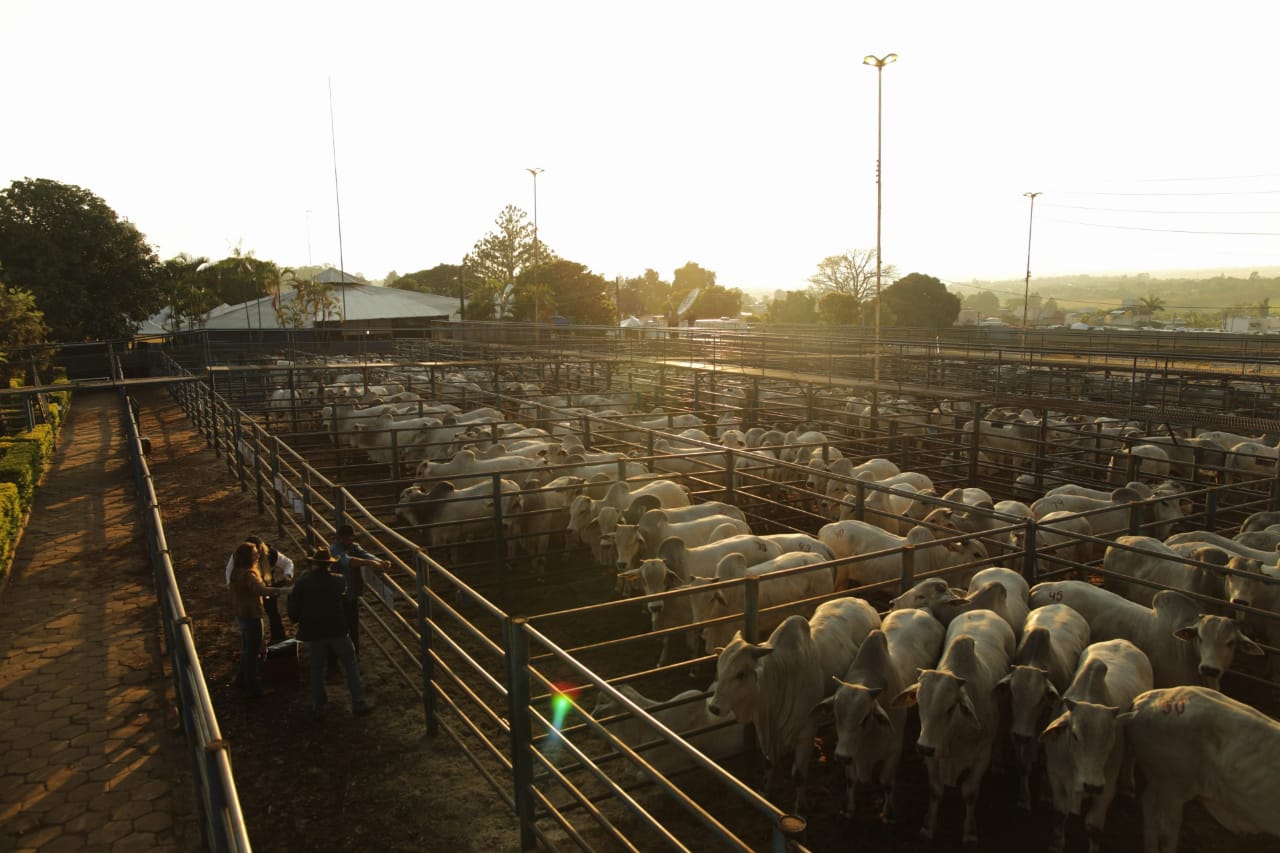 MegaleilÃ£o Nelore CFM venderÃ¡ 1.000 touros avaliados a campo