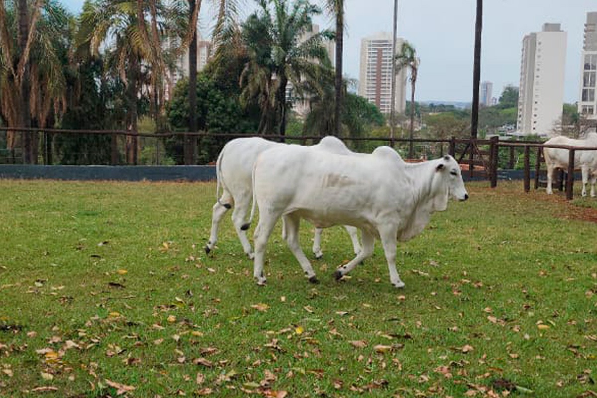 Leilões terão transmissão do Lance Rural