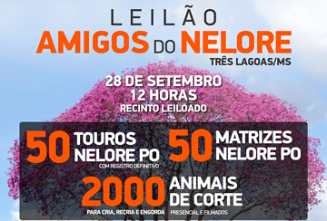 LEILÃO AMIGOS DO NELORE - TRÊS LAGOAS/MS - CORTE