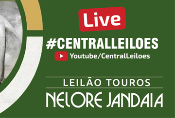 LIVE - LEILÃO TOUROS NELORE JANDAIA