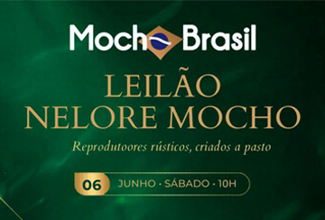 LEILÃO NELORE MOCHO BRASIL