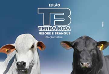 LEILÃO TERRA BOA - EDIÇÃO VIRTUAL