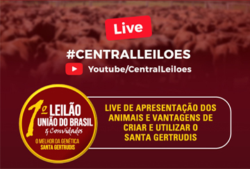 LIVE DE APRESENTAÇÃO DOS ANIMAIS E VANTAGENS DE CRIAR E UTILIZAR O SANTA GERTRUDIS