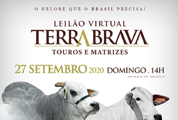LEILÃO VIRTUAL TERRA BRAVA - TOUROS E MATRIZES