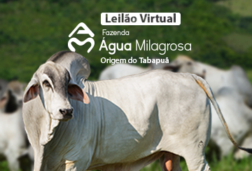 LEILÃO VIRTUAL FAZENDA ÁGUA MILAGROSA - ORIGEM DO TABAPUÃ