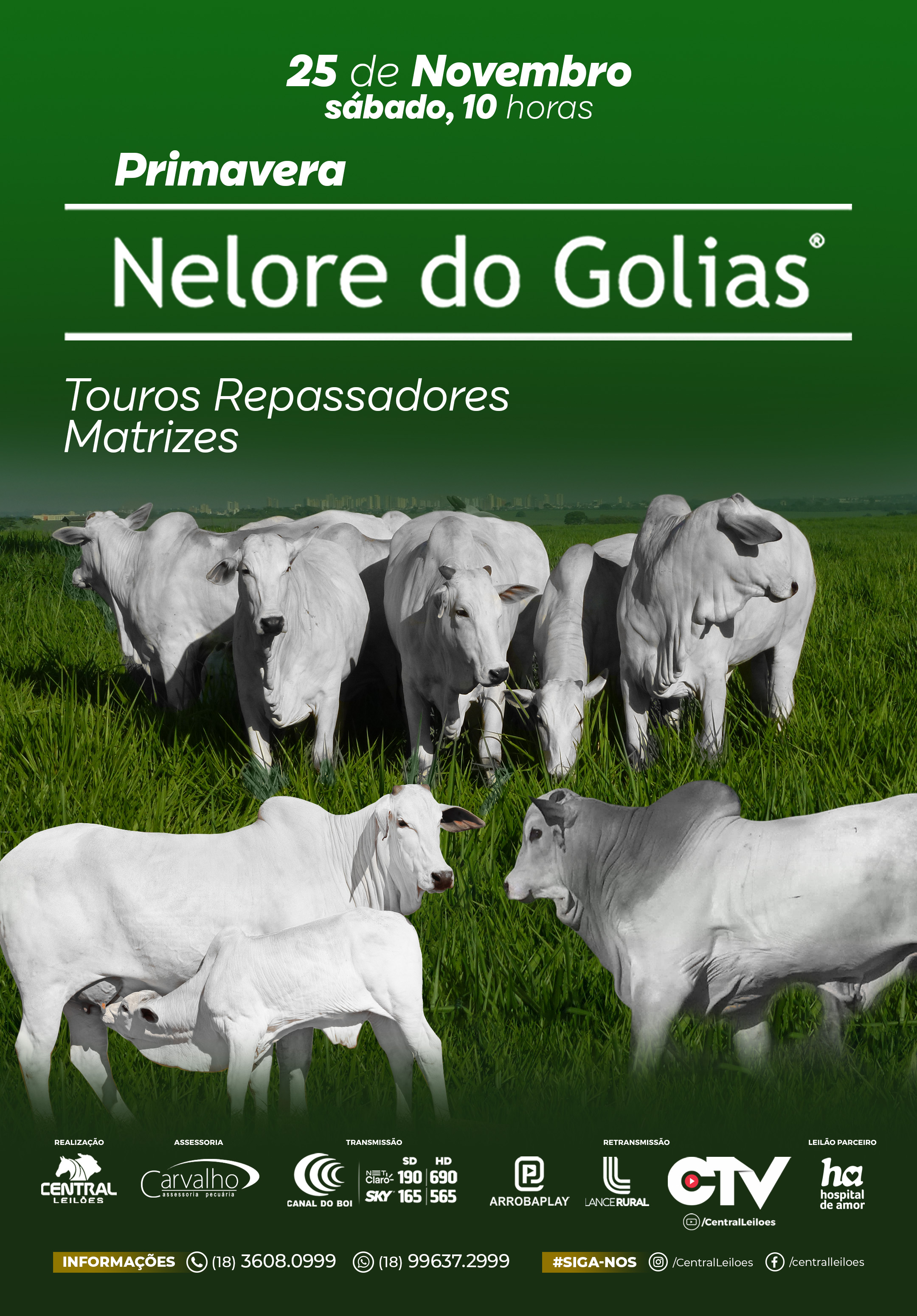 LEILÃƒO NELORE DO GOLIAS - PRIMAVERA