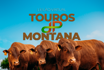 LEILÃO VIRTUAL TOUROS MONTANA JP