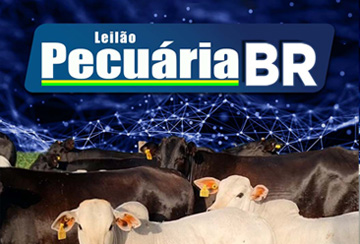 LEILÃO PECUÁRIA BR - RECEPTORAS PARIDAS