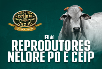 LEIÃO REPRODUTORES NELORE PO E CEIP