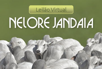 LEILÃO VIRTUAL NELORE JANDAIA