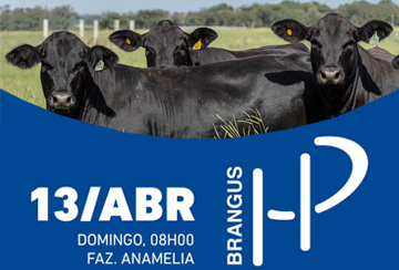 DIA DE CAMPO E LEILÃO VIRTUAL BRANGUS HP