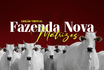 LEILÃO VIRTUAL FAZENDA NOVA - TOUROS E MATRIZES