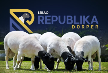 LEILÃO REPUBLIKA DORPER