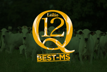 LEILÃO VIRTUAL Q12