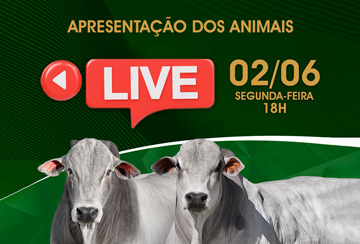 LIVE APRESENTAÇÃO DOS ANIMAIS -  LEILÃO VL AGROPECUÁRIA E FAZENDA VENEZA - TOUROS PREMIUM