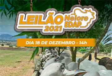 LEILÃO NELORE EDAP 2021