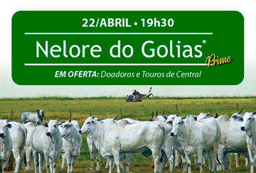 LEILÃO NELORE DO GOLIAS PRIME