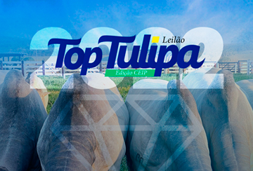 LEILÃO TOP TULIPA - EDIÇÃO CEIP