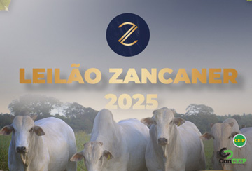 LEILÃO ZANCANER 2025