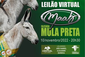 37º LEILÃO VIRTUAL MAAB - FAZENDA MULA PRETA