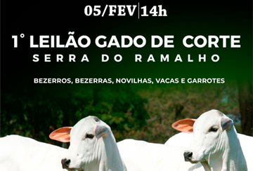 1º LEILÃO GADO DE CORTE SERRA DO RAMALHO