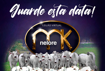 LEILÃO VIRTUAL NELORE MK