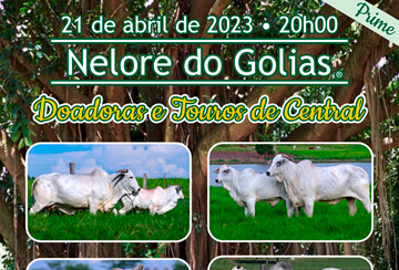 LEILÃO NELORE DO GOLIAS - PRIME