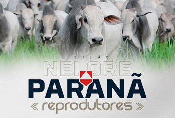LEILÃO NELORE PARANÃ REPRODUTORES