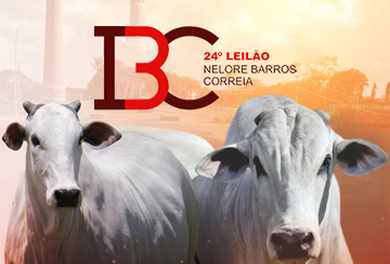 24º LEILÃO IBC - NELORE BARROS CORREIA
