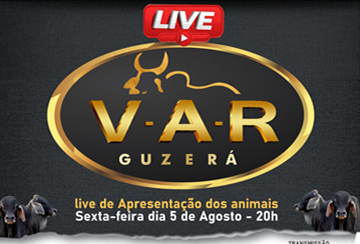 LIVE DE APRESENTAÇÃO DOS ANIMAIS - GUZERÁ V-A-R