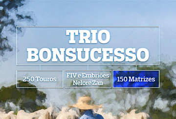 LEILÃO TRIO BONSUCESSO - MATRIZES